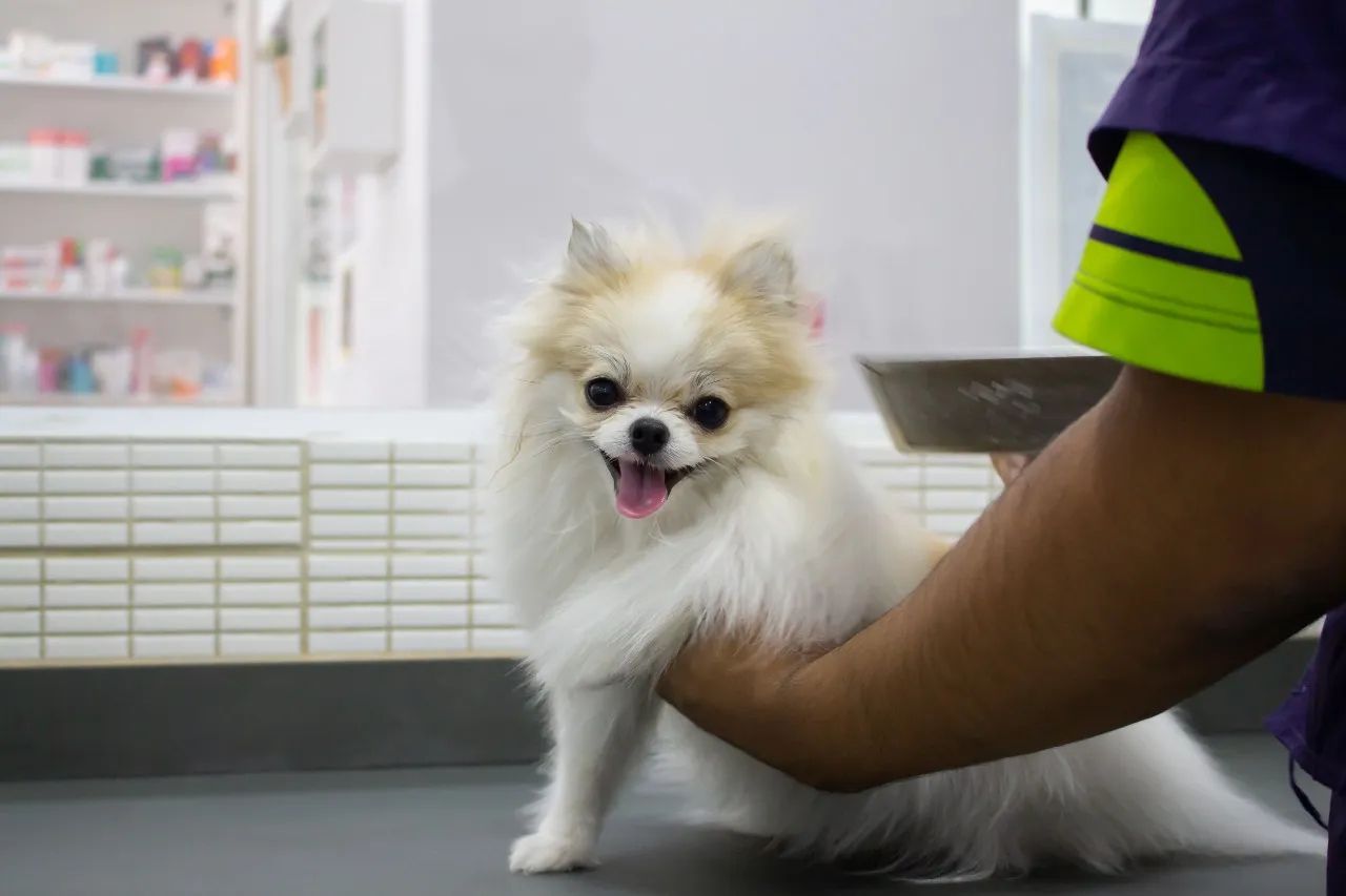 SOS Cães e Gatos | Itaboraí