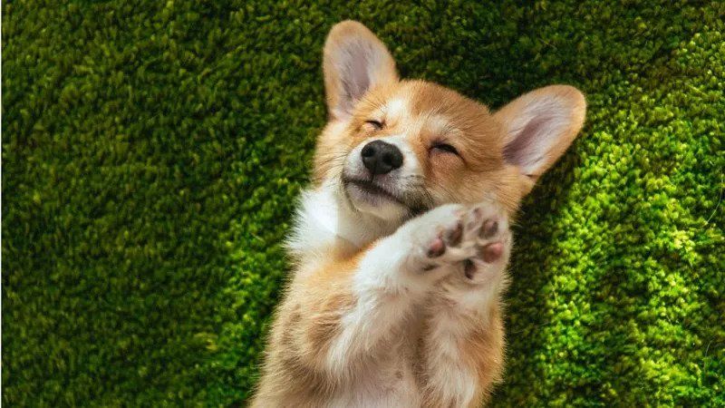 SOS Cães e Gatos | Itaboraí